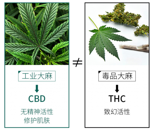 革新大麻護(hù)膚定義，魔力肌源探索CBD護(hù)膚奧秘