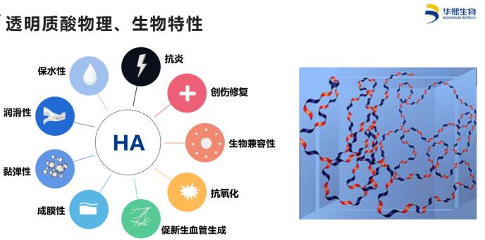 小分子大生意 透明質(zhì)酸鈉入食開辟新藍(lán)海